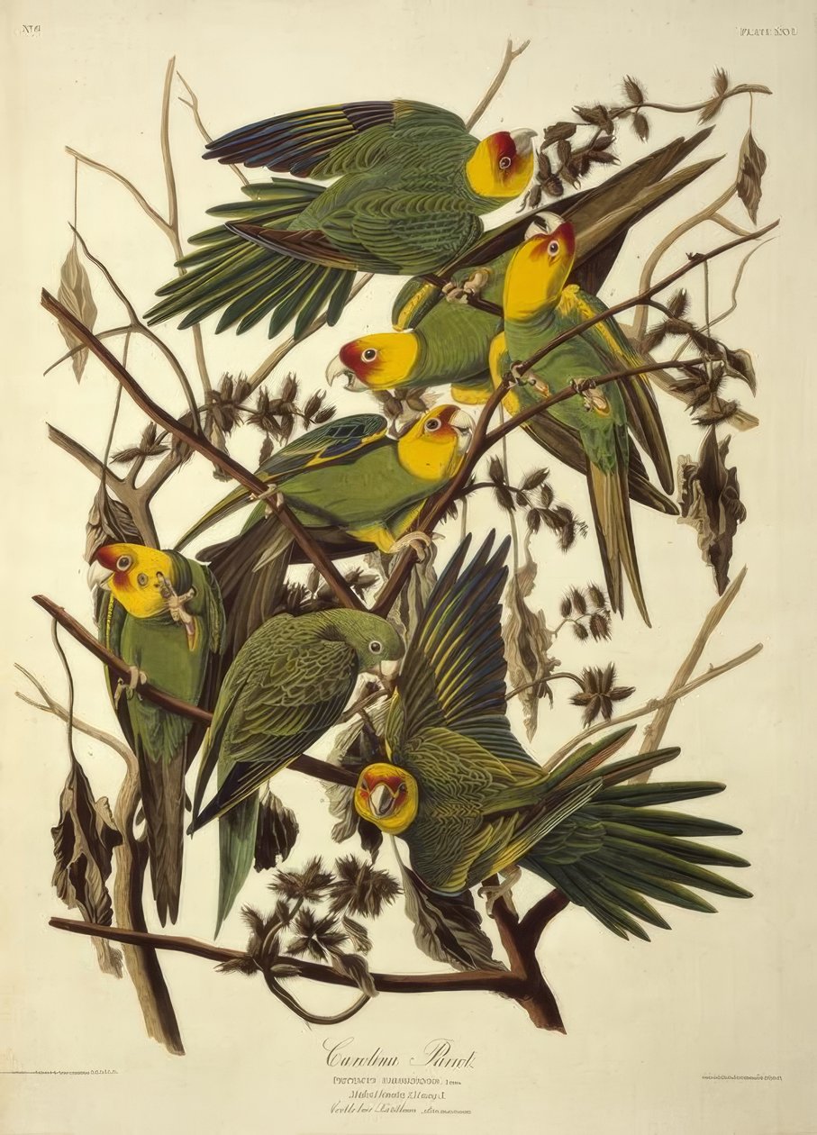 Loro de Carolina. Psittacus Carolinensis de John James Audubon