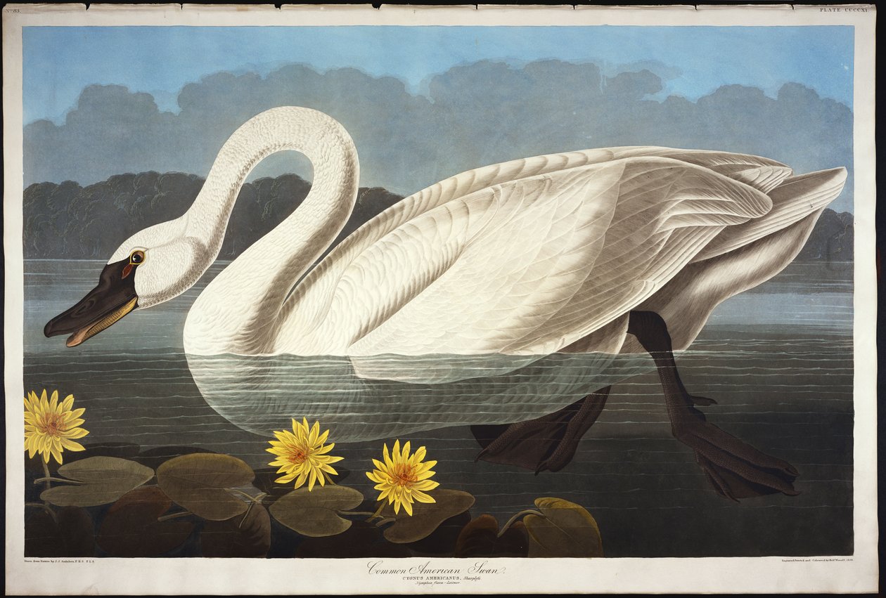 Cisne americano común. Cisne silbador de John James Audubon
