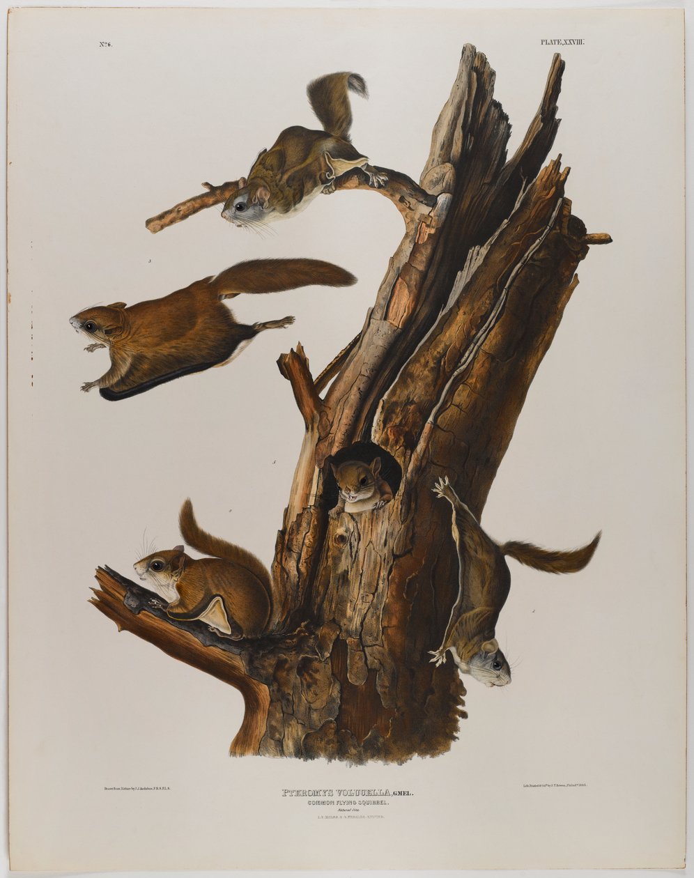 Ardilla voladora común de John James Audubon