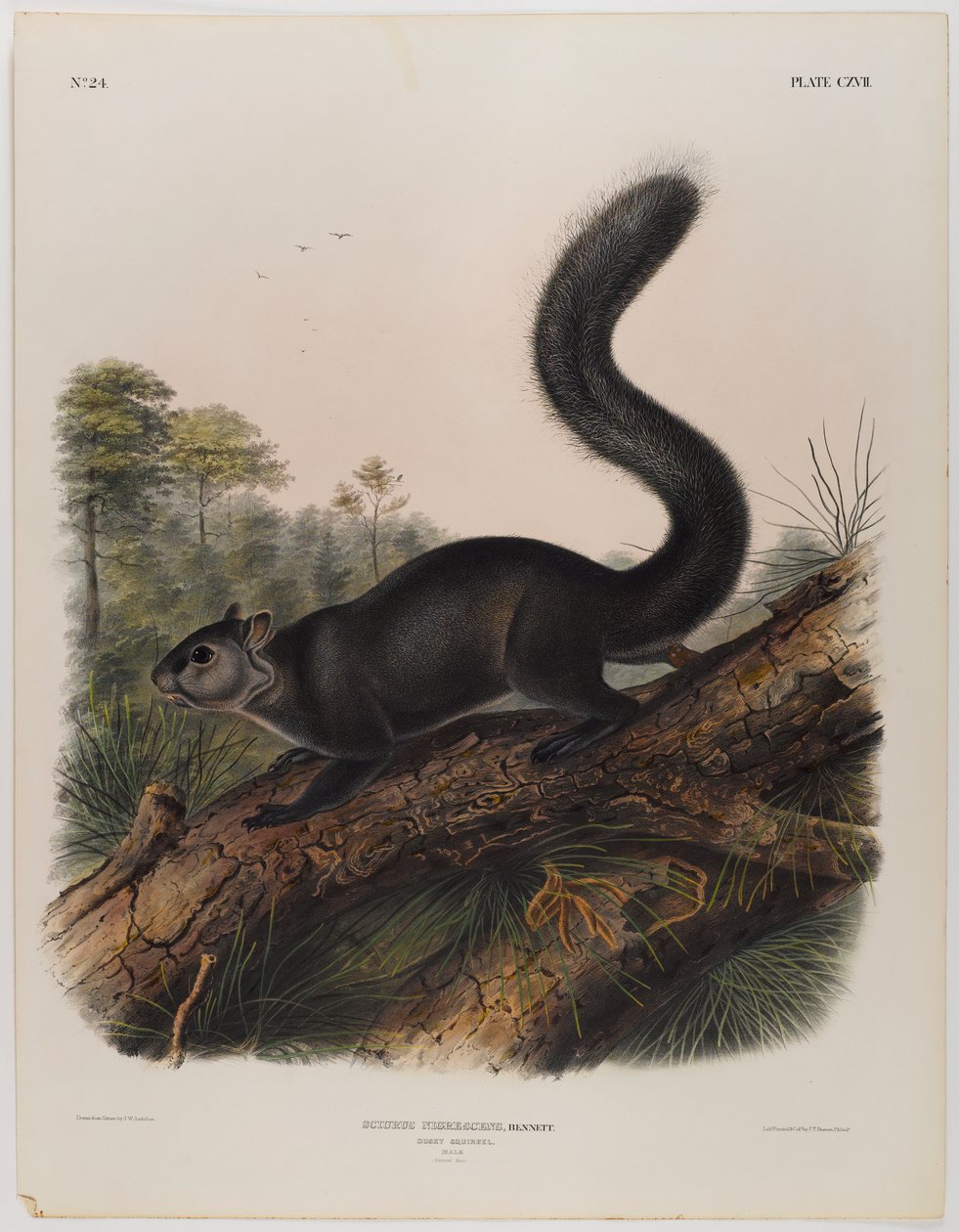 Ardilla oscura de John James Audubon