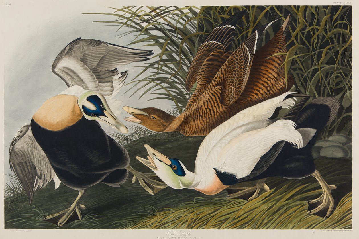 Pato eider de John James Audubon