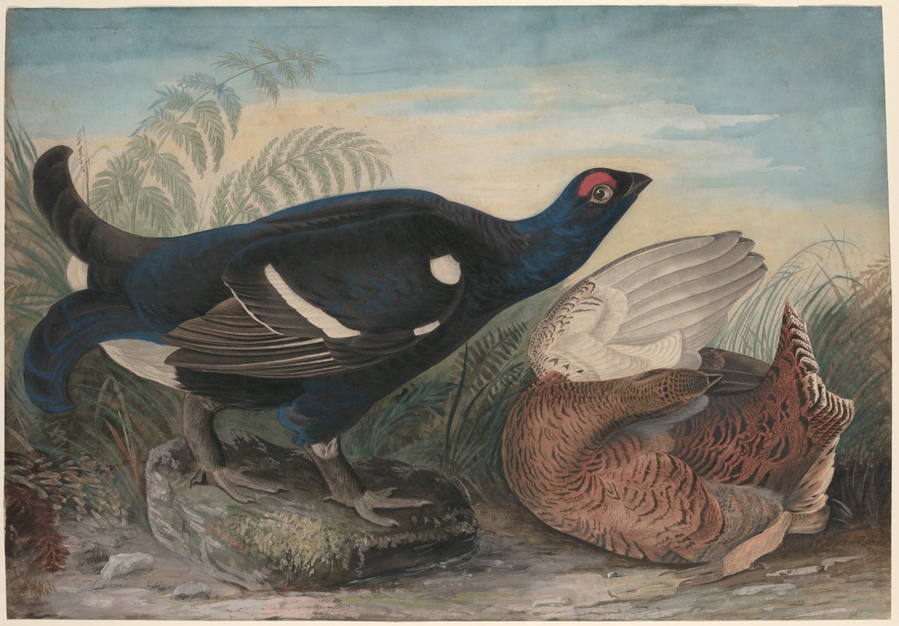 Gallos Negros Ingleses de John James Audubon