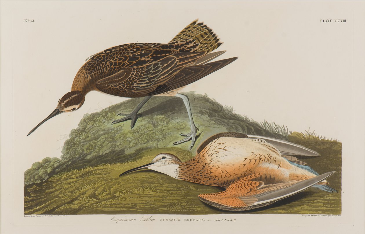 Zarapito esquimal de John James Audubon