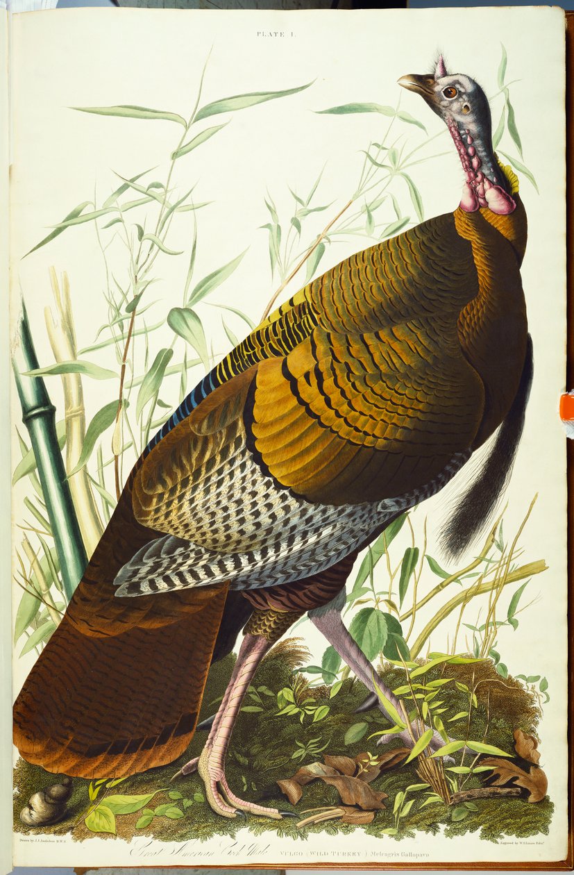 Gran Beck americano macho. Pavo salvaje de John James Audubon