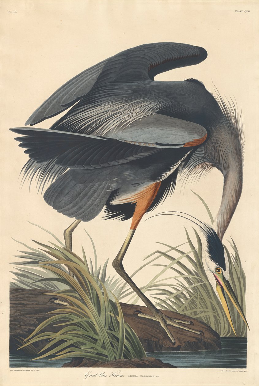 Garza azul grande, 1834 de John James Audubon