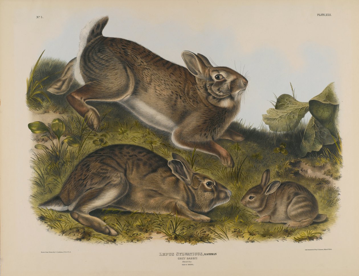 Conejo gris de John James Audubon