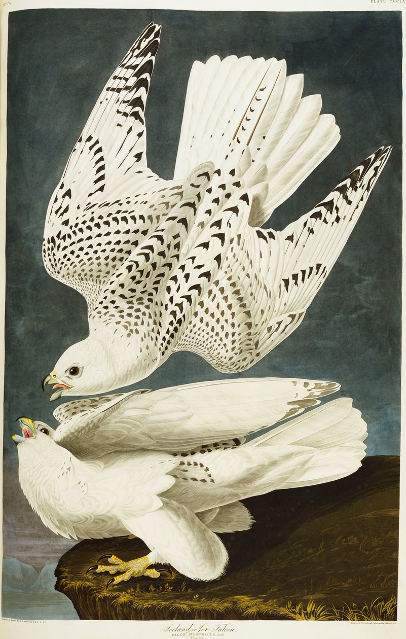 Halcón islandés o gerifalte de John James Audubon