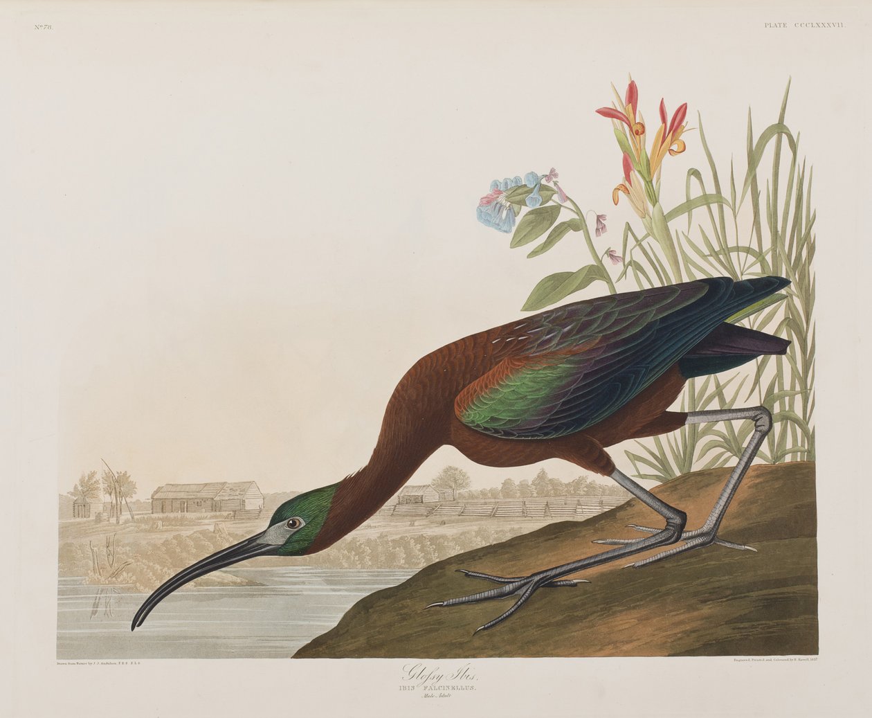 Ilustración de 