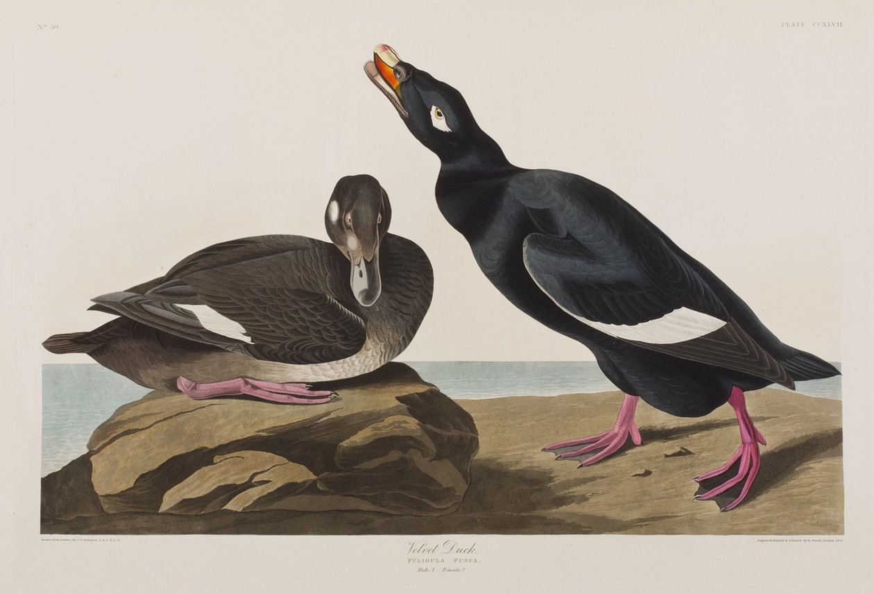 Ilustración de 