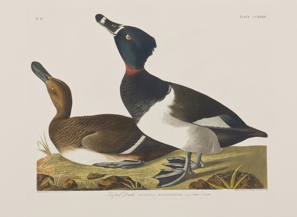 Ilustración de 