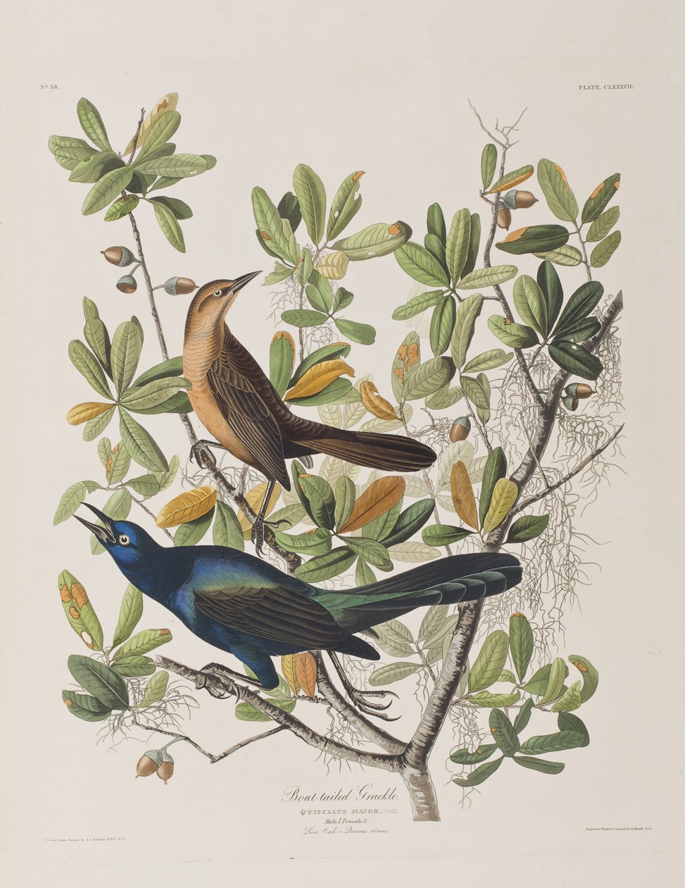 Ilustración de 