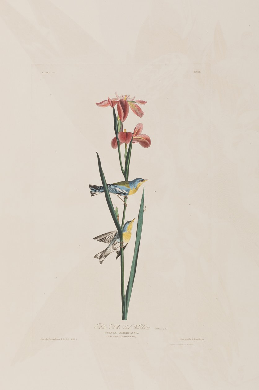 Ilustración de 