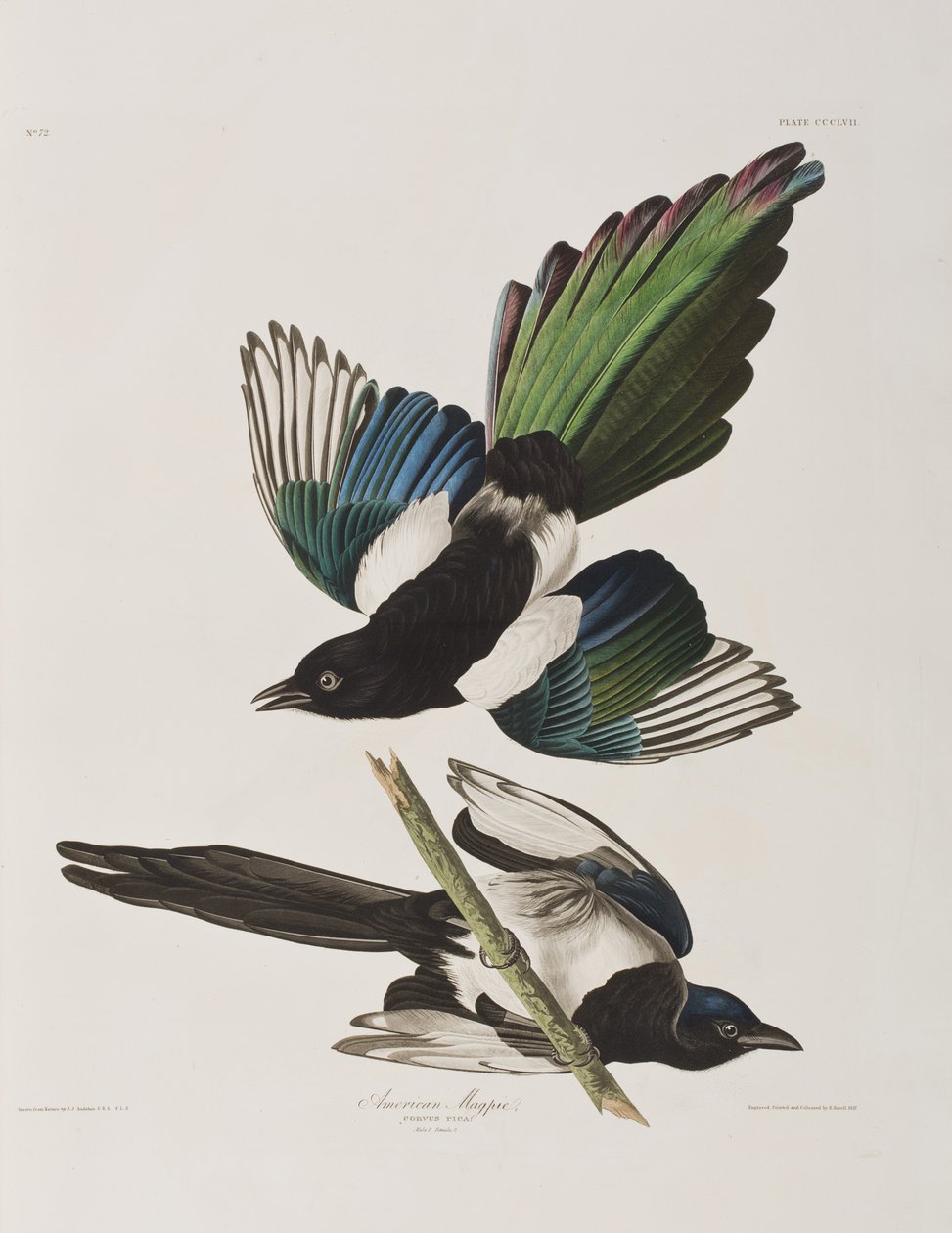 Ilustración de 