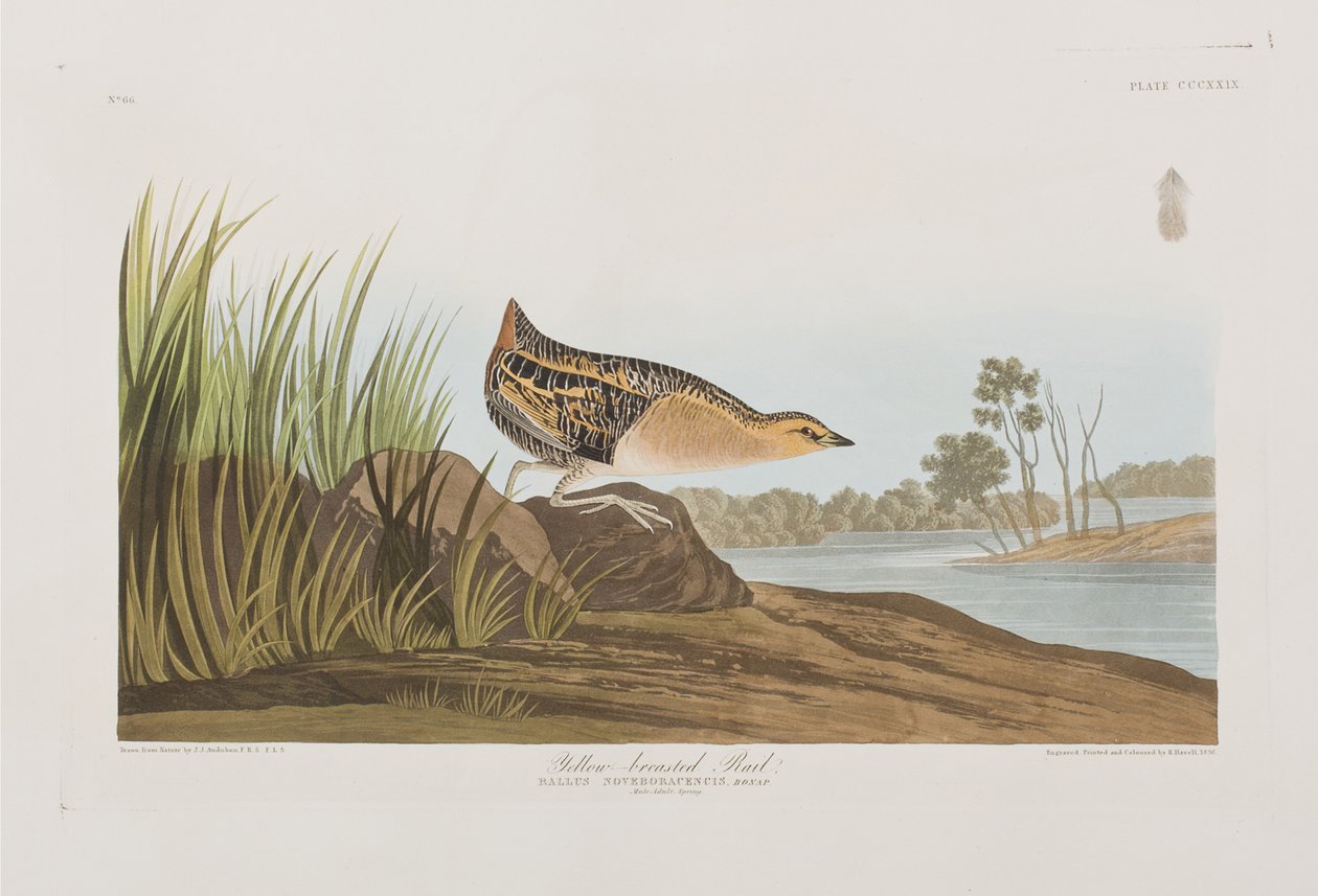 Ilustración de 