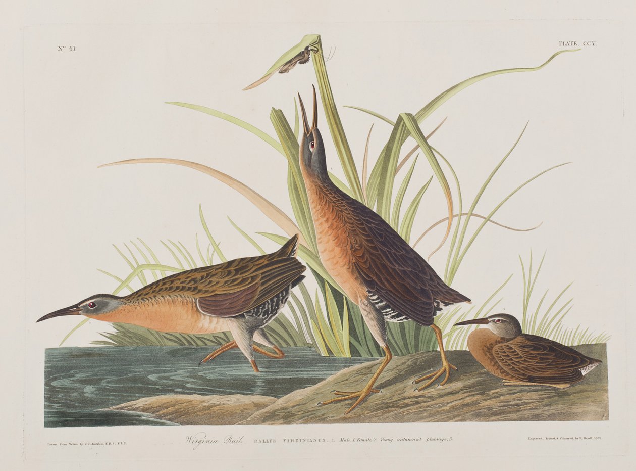 Ilustración de 