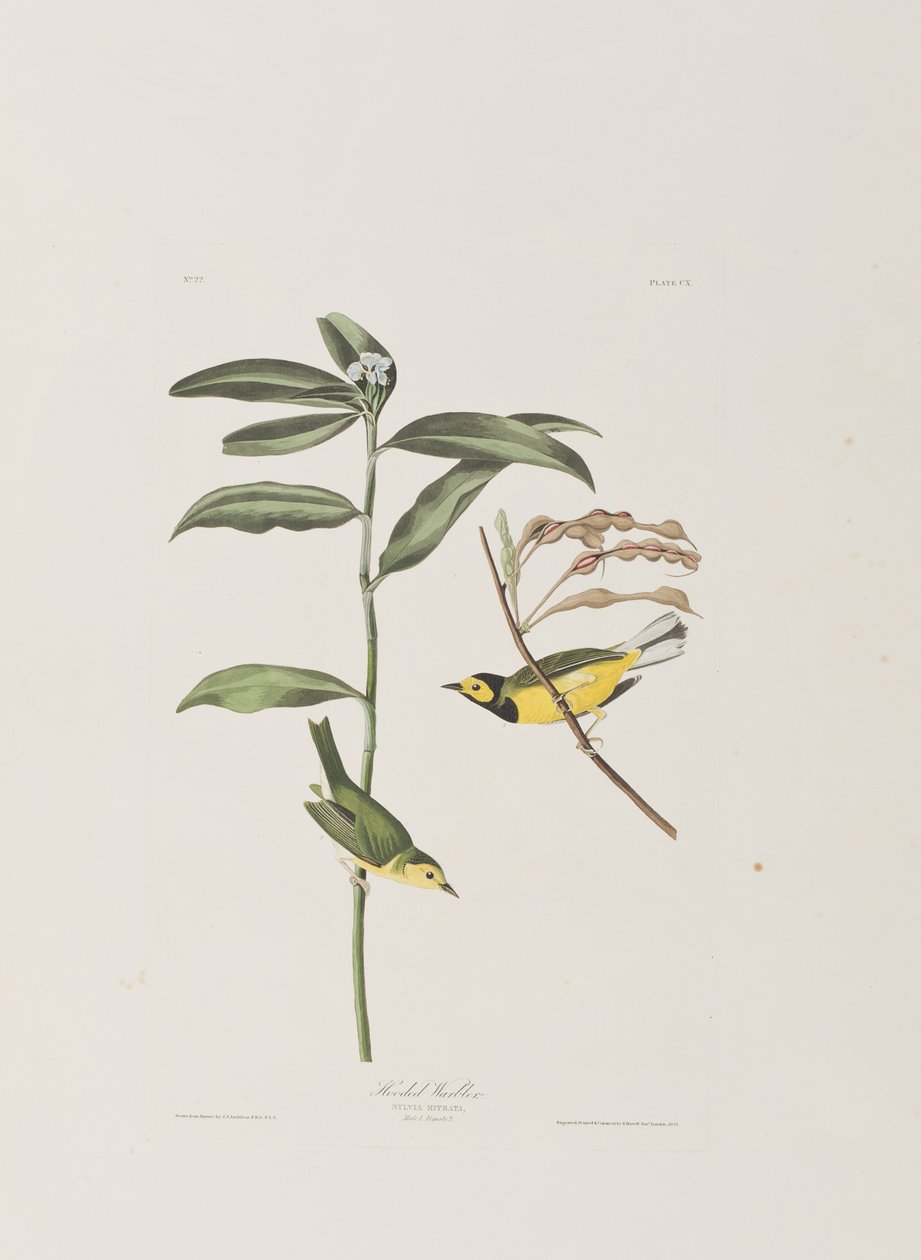Ilustración de 