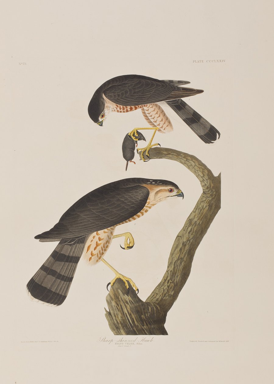 Ilustración de 