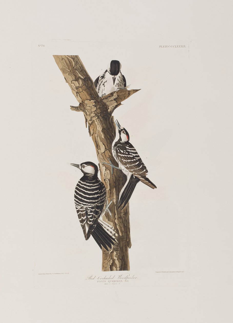 Ilustración de 