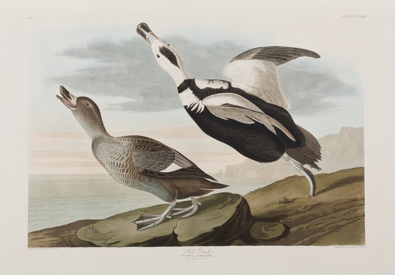 Ilustración de 
