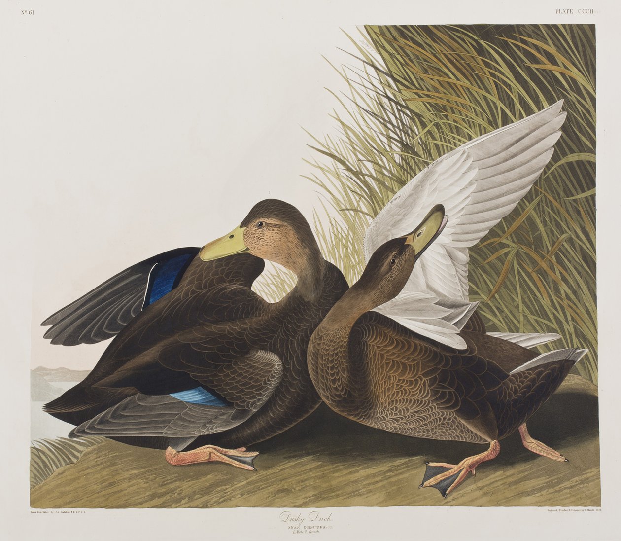 Ilustración de 