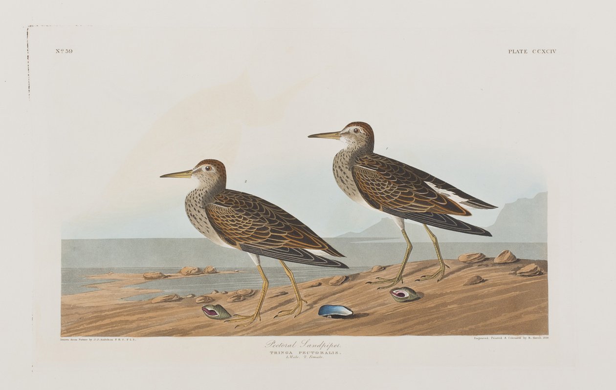 Ilustración de 