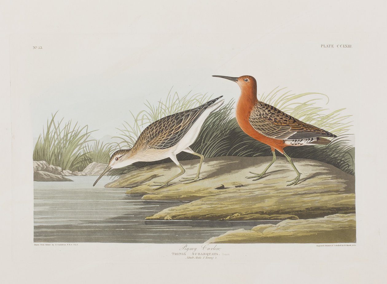Ilustración de 