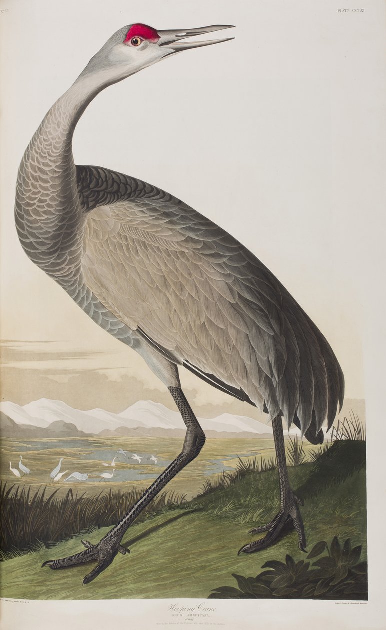 Ilustración de 