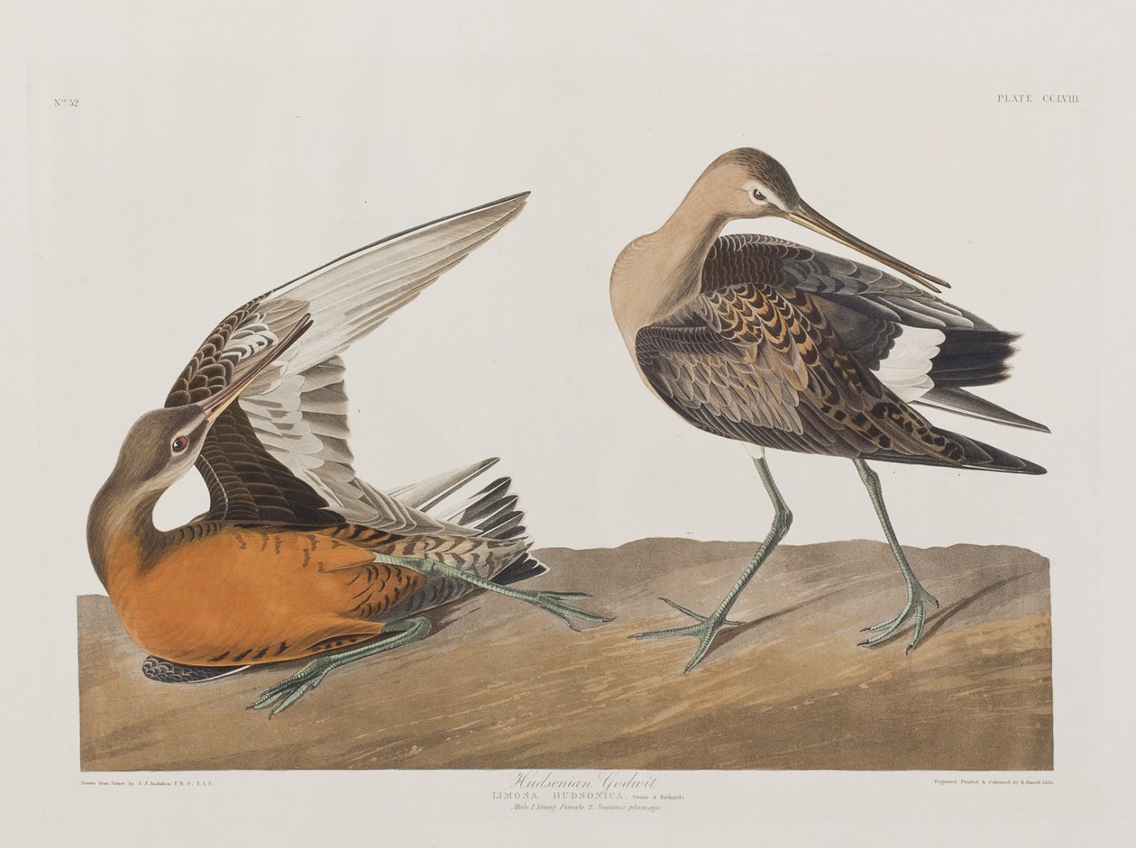 Ilustración de 