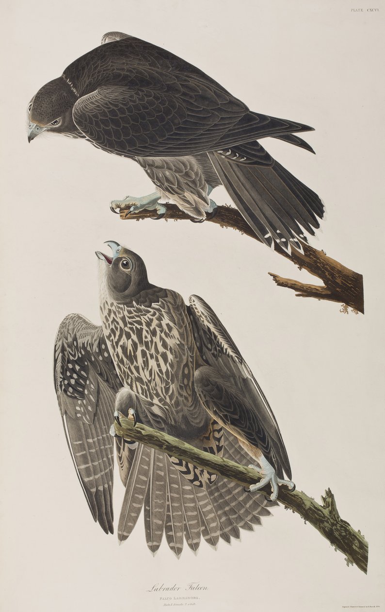 Ilustración de 