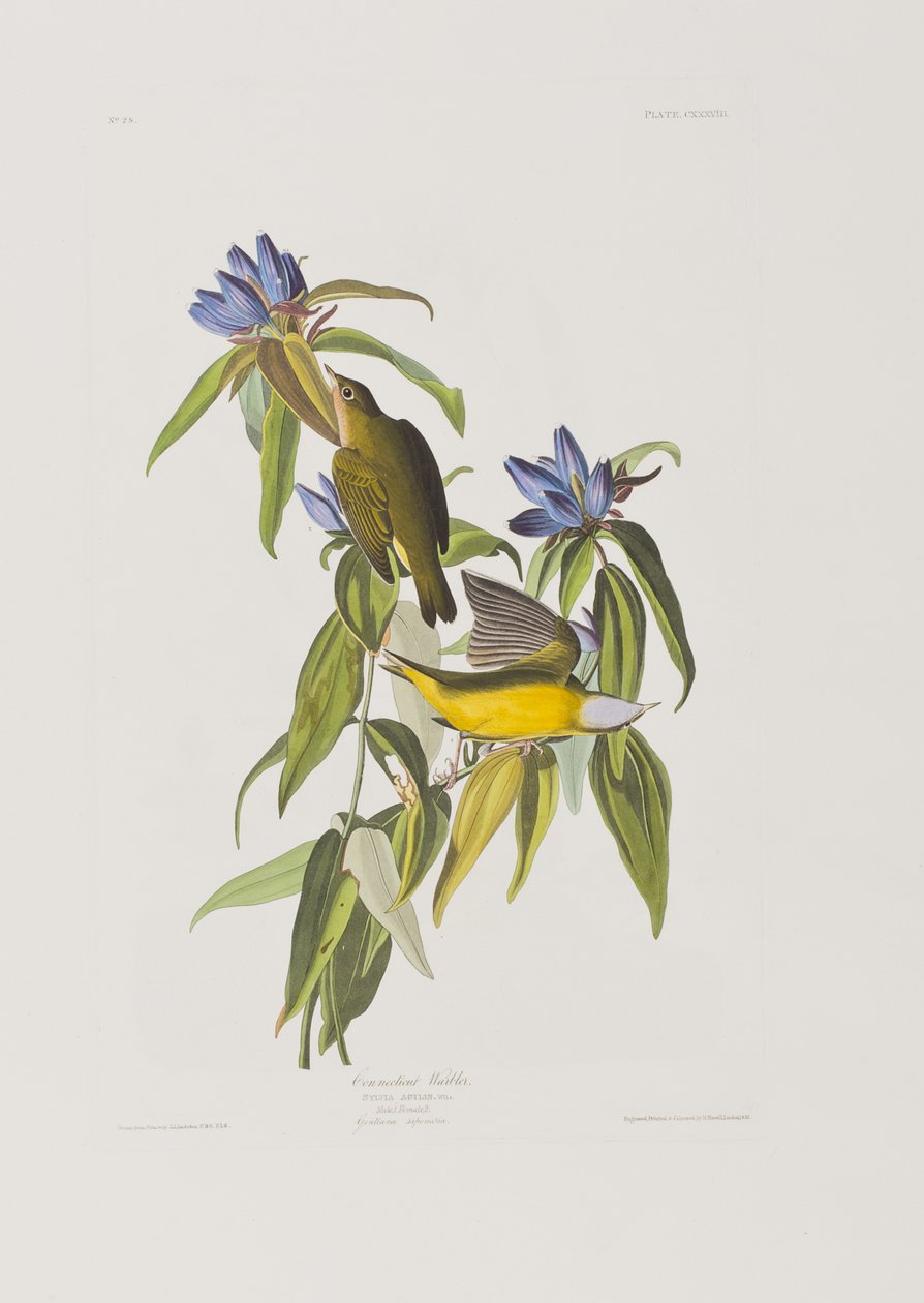 Ilustración de 