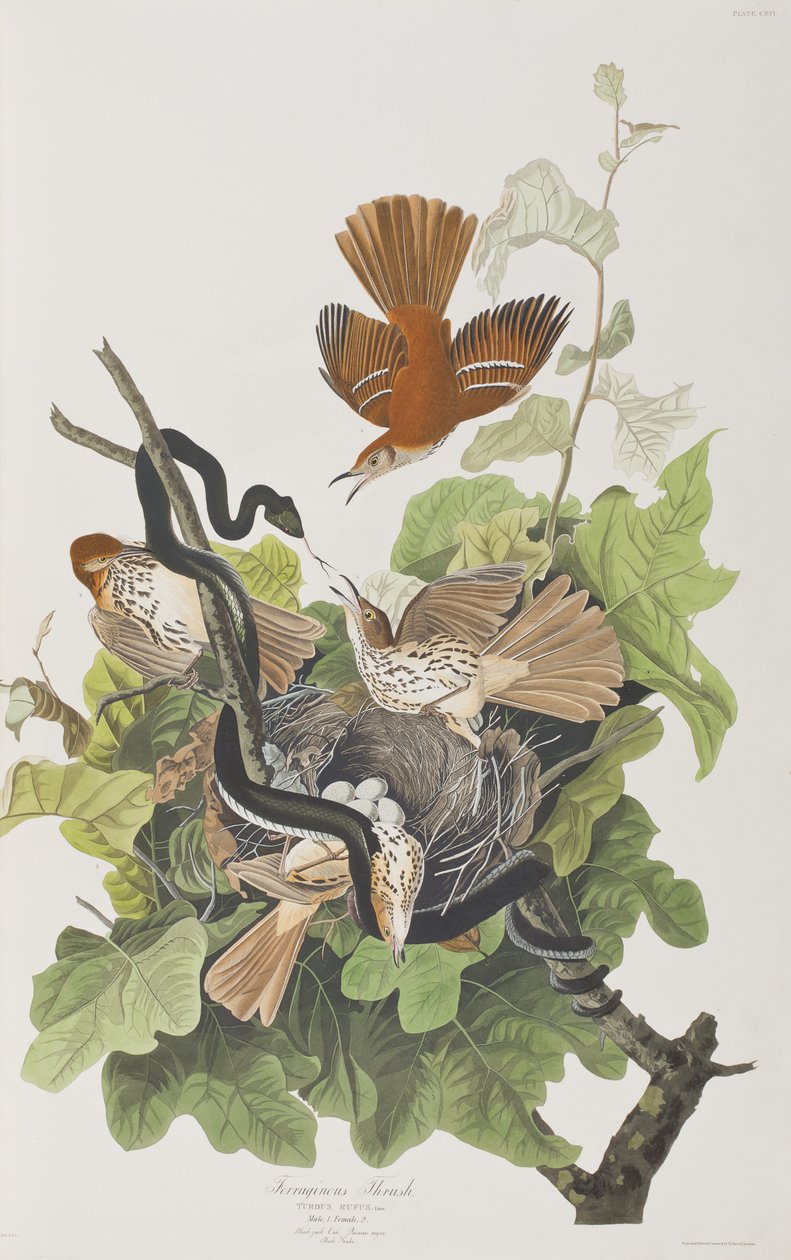 Ilustración de 