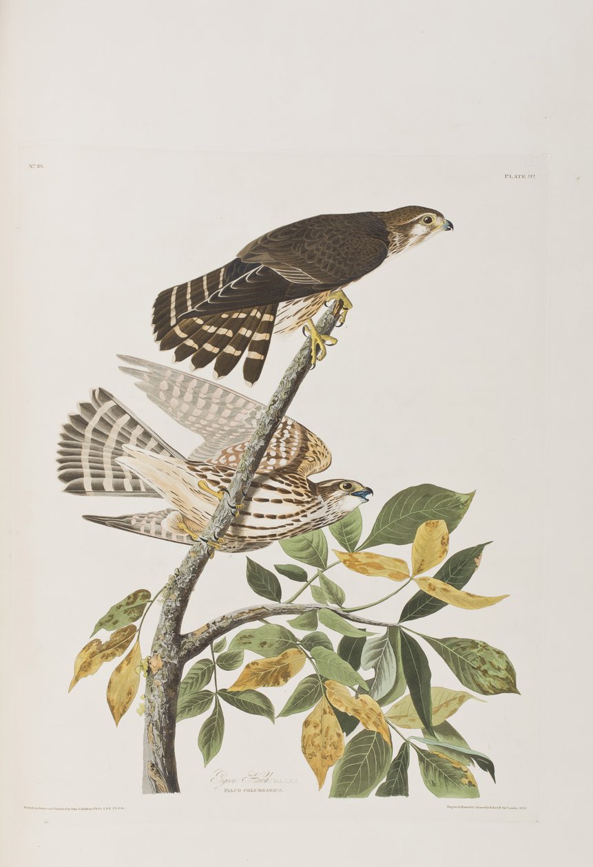 Ilustración de 