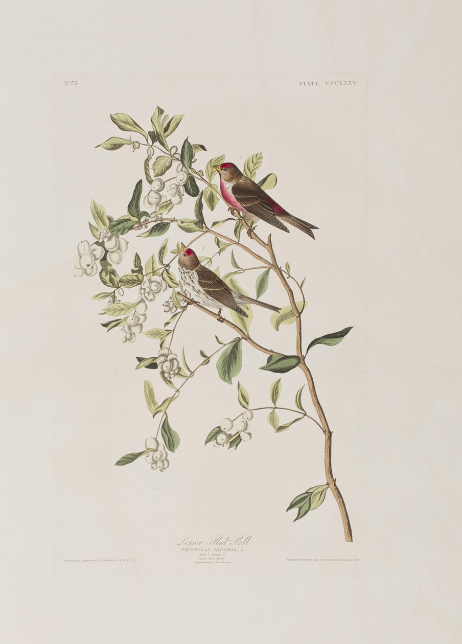 Ilustración de 