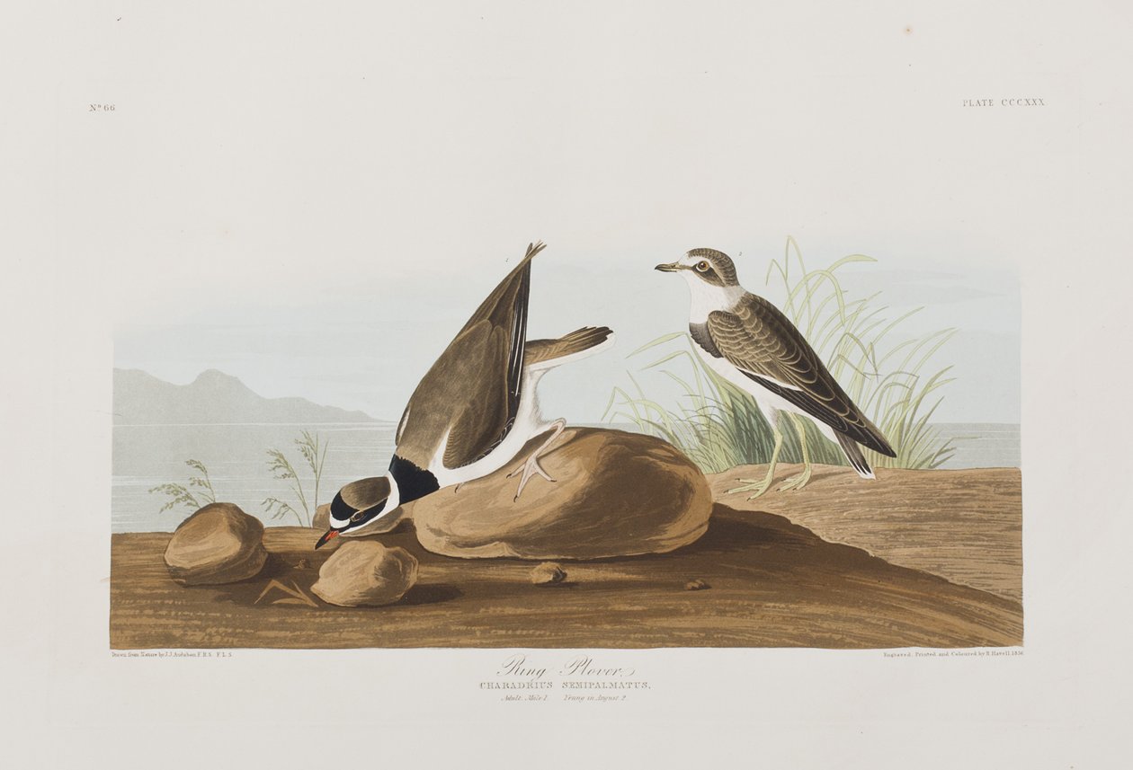 Ilustración de 