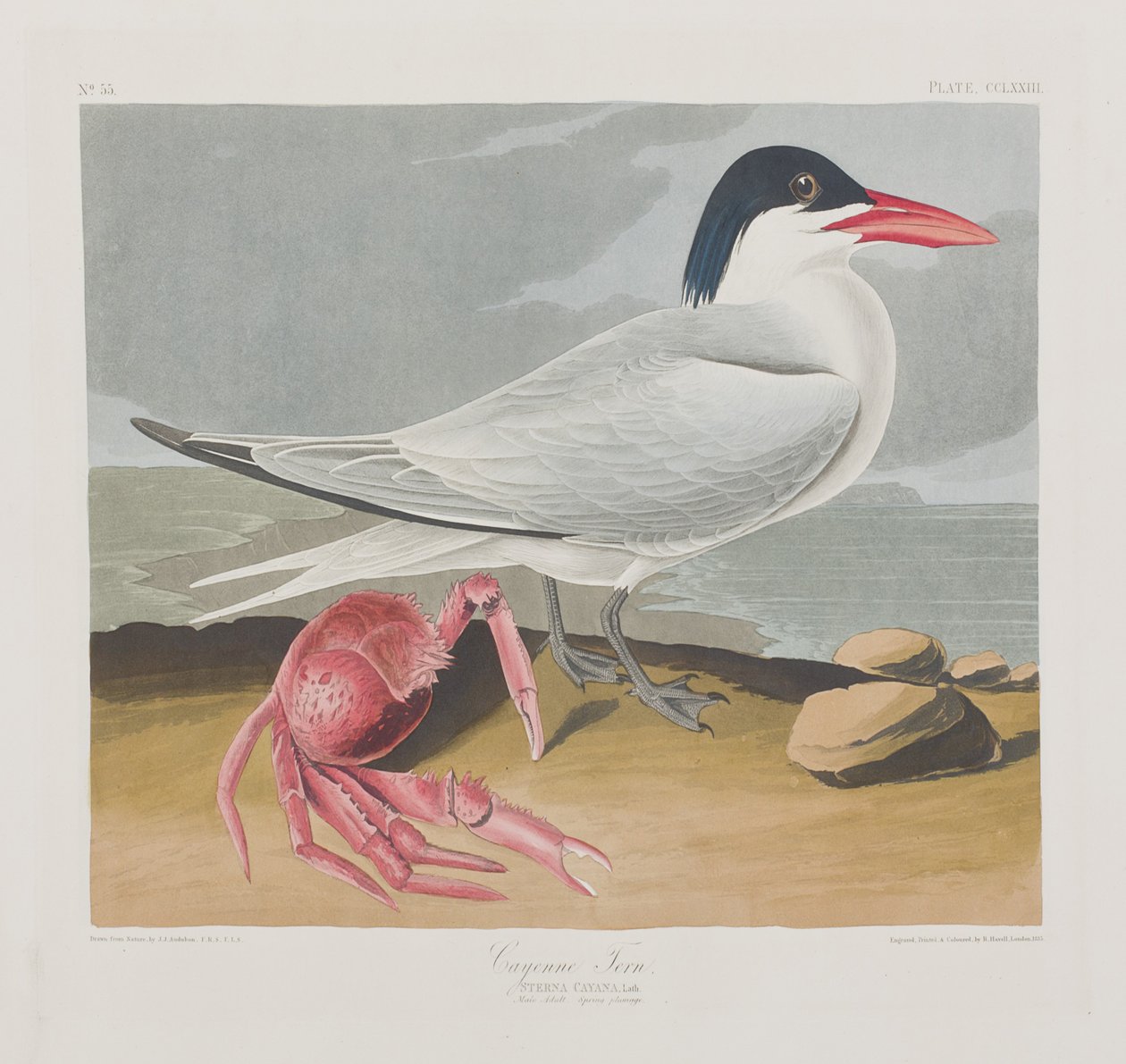 Ilustración de 