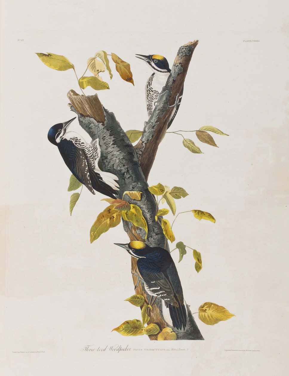 Ilustración de 