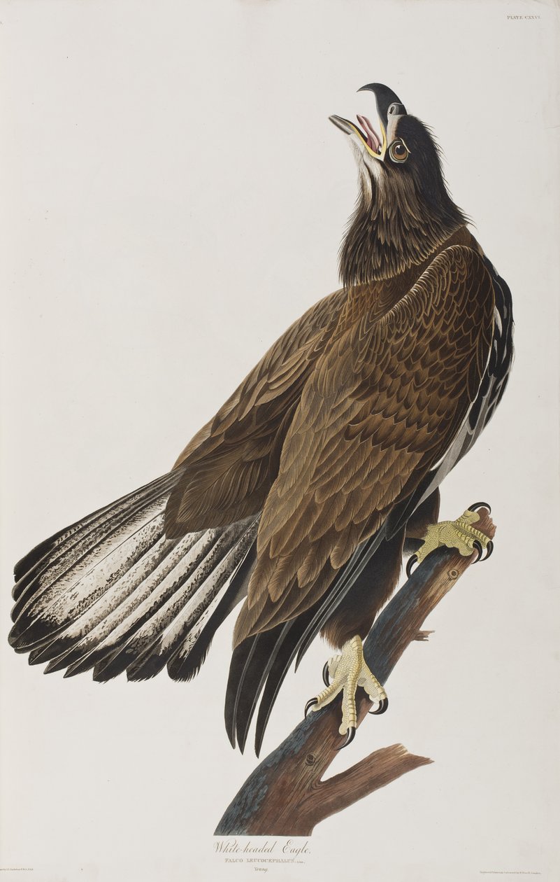 Ilustración de 
