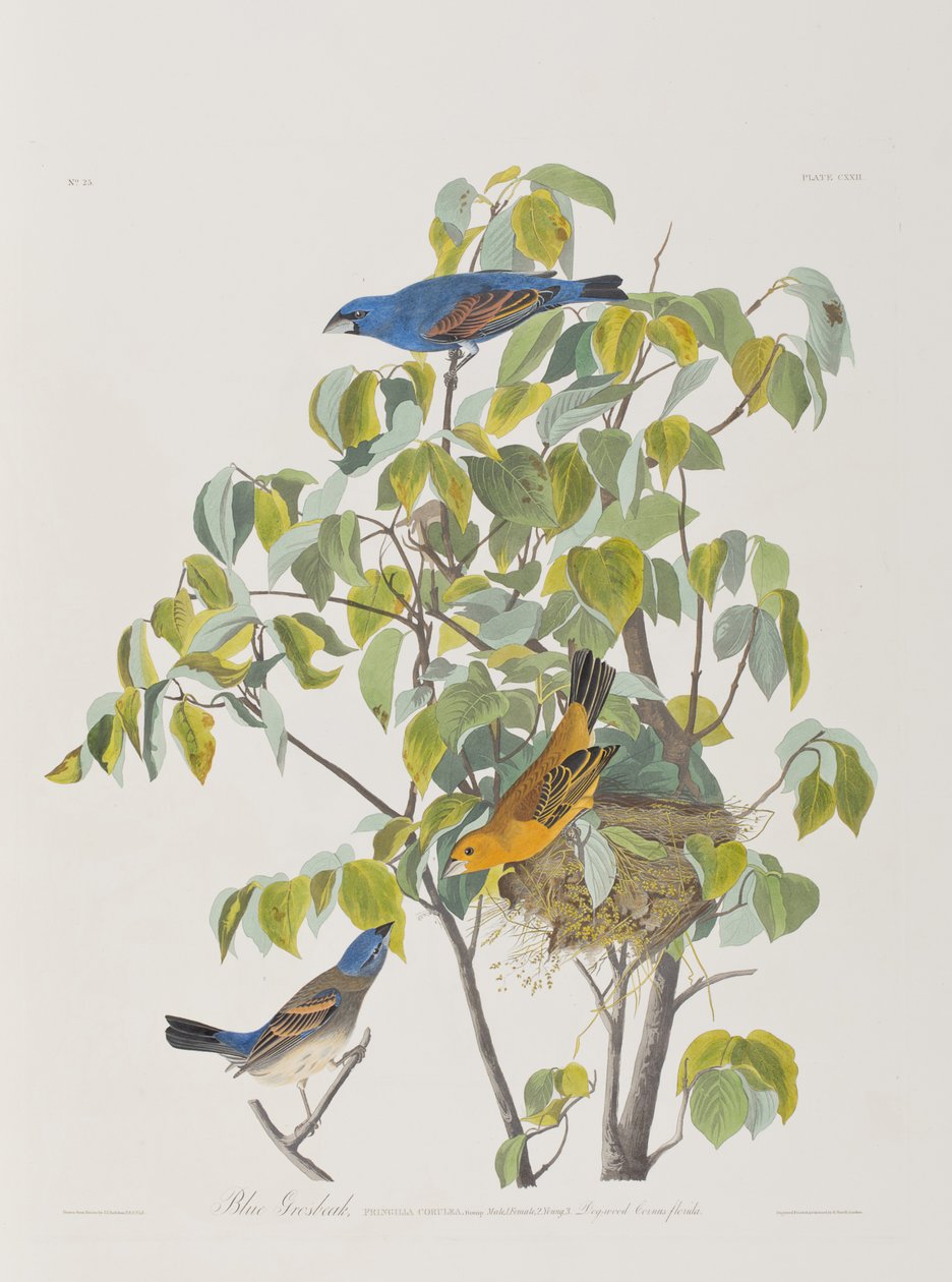 Ilustración de 