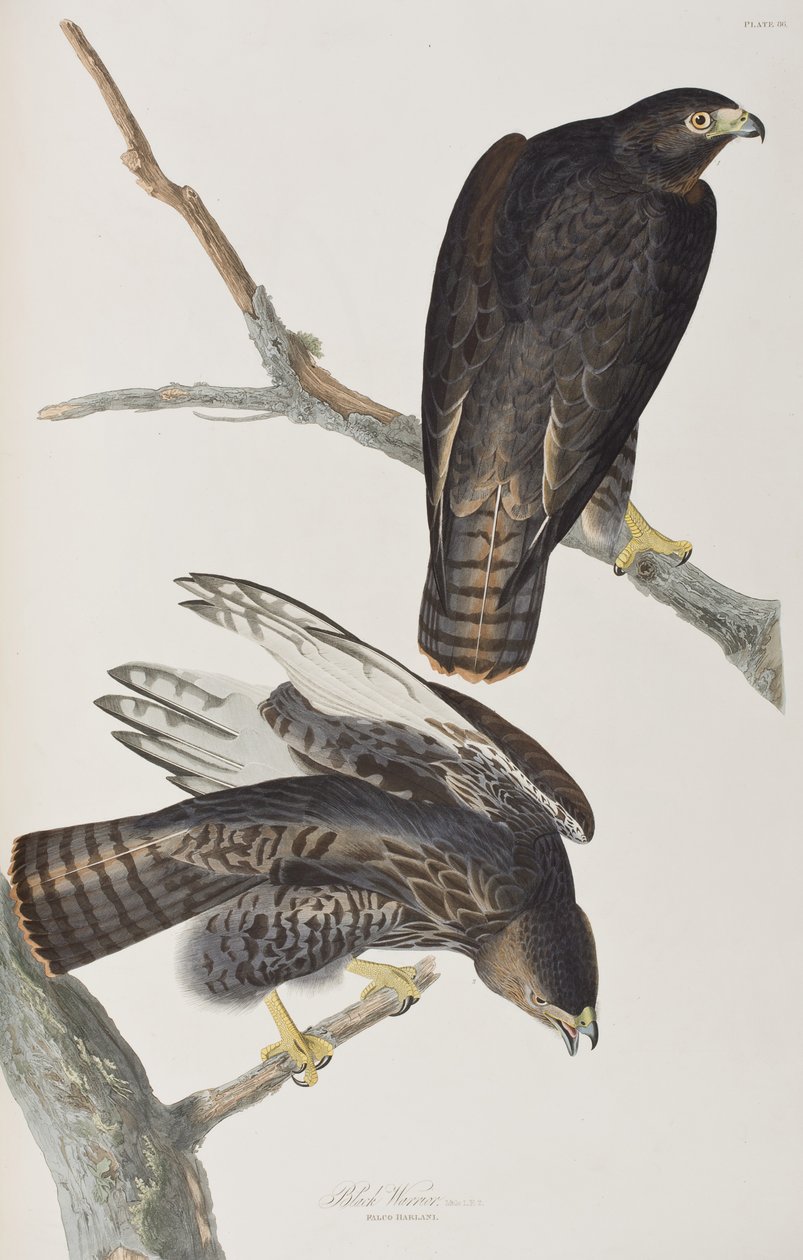 Ilustración de 