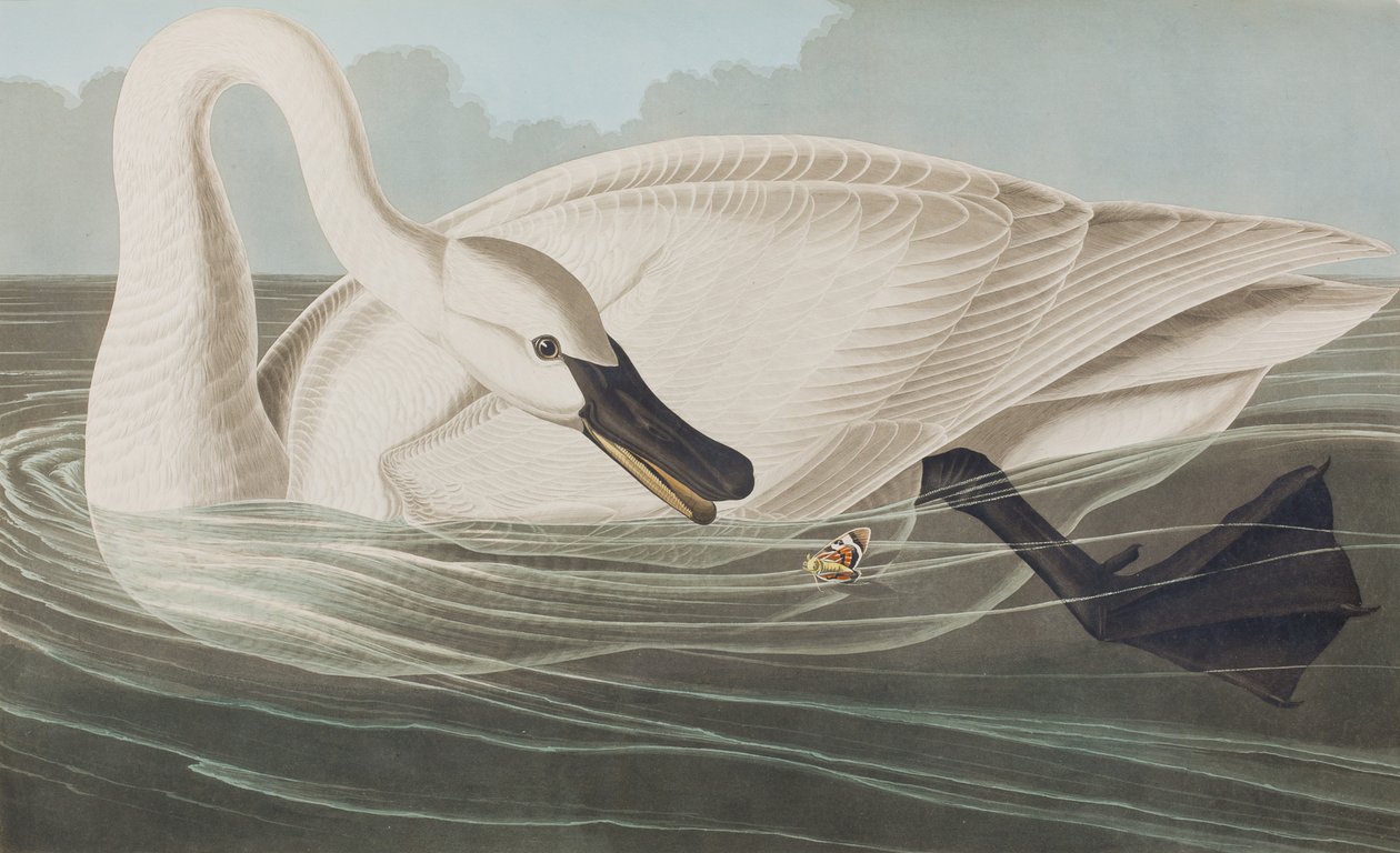 Ilustración de 