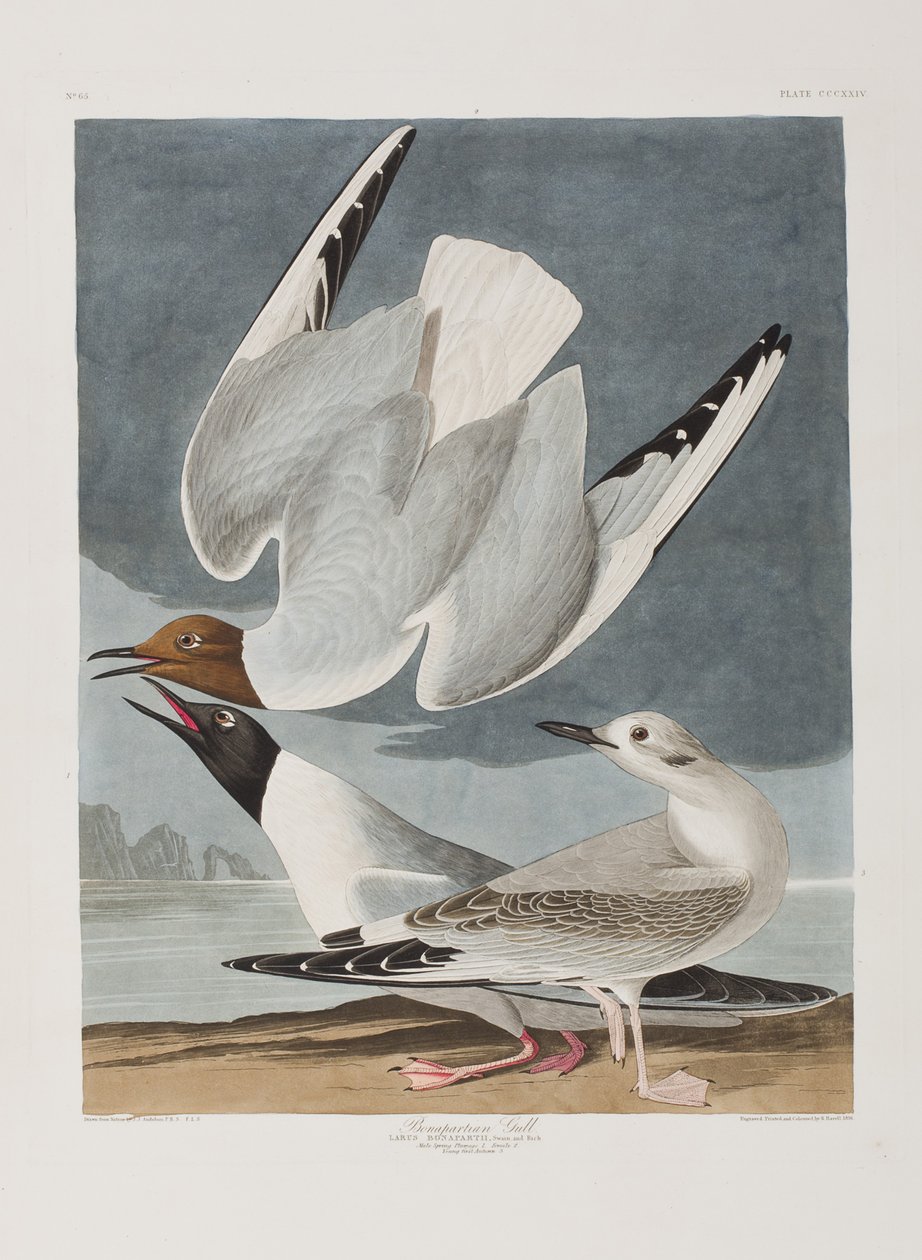 Ilustración de 