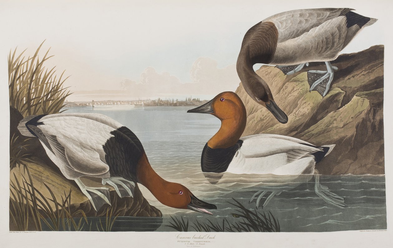 Ilustración de 