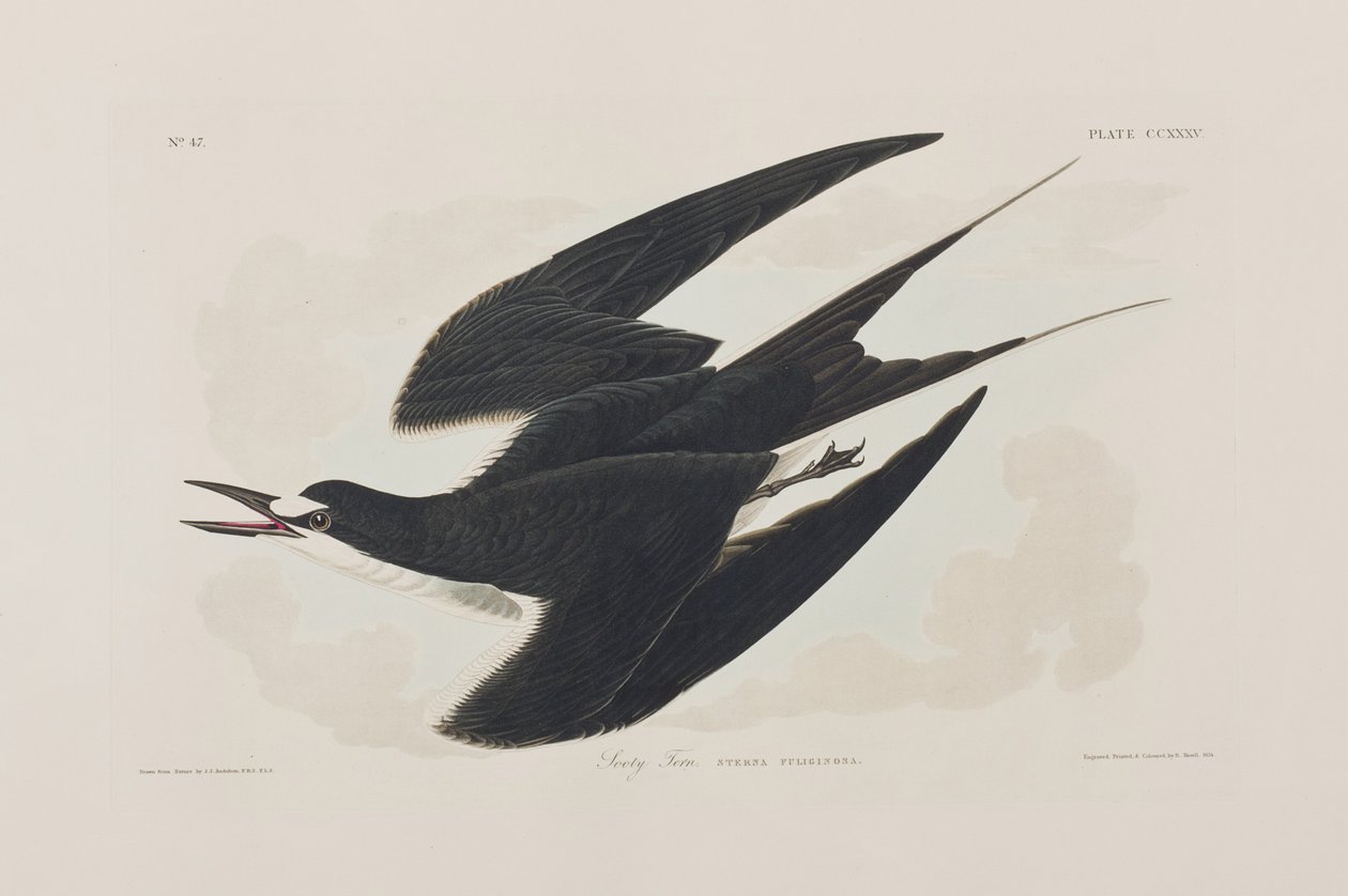 Ilustración de 