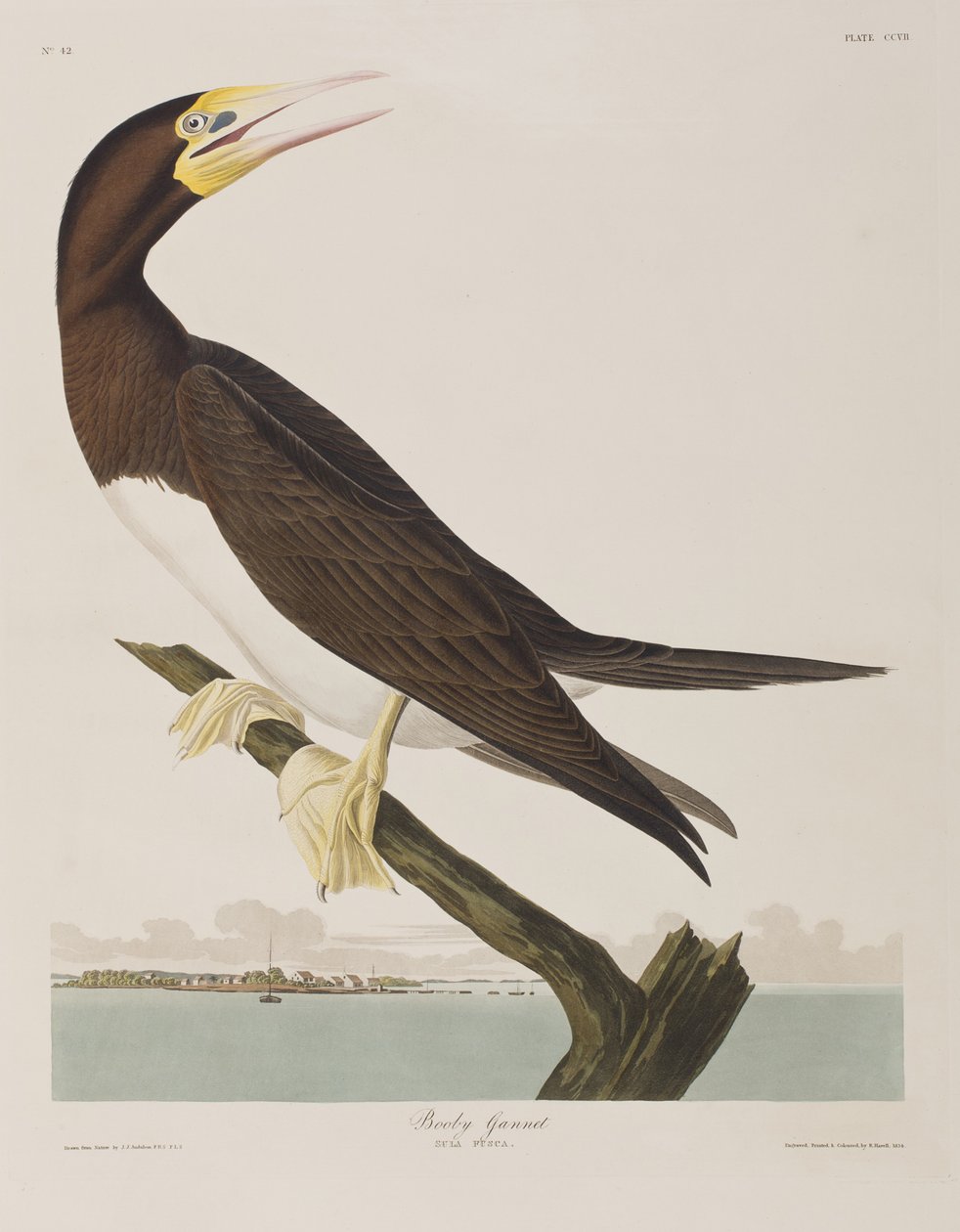Ilustración de 