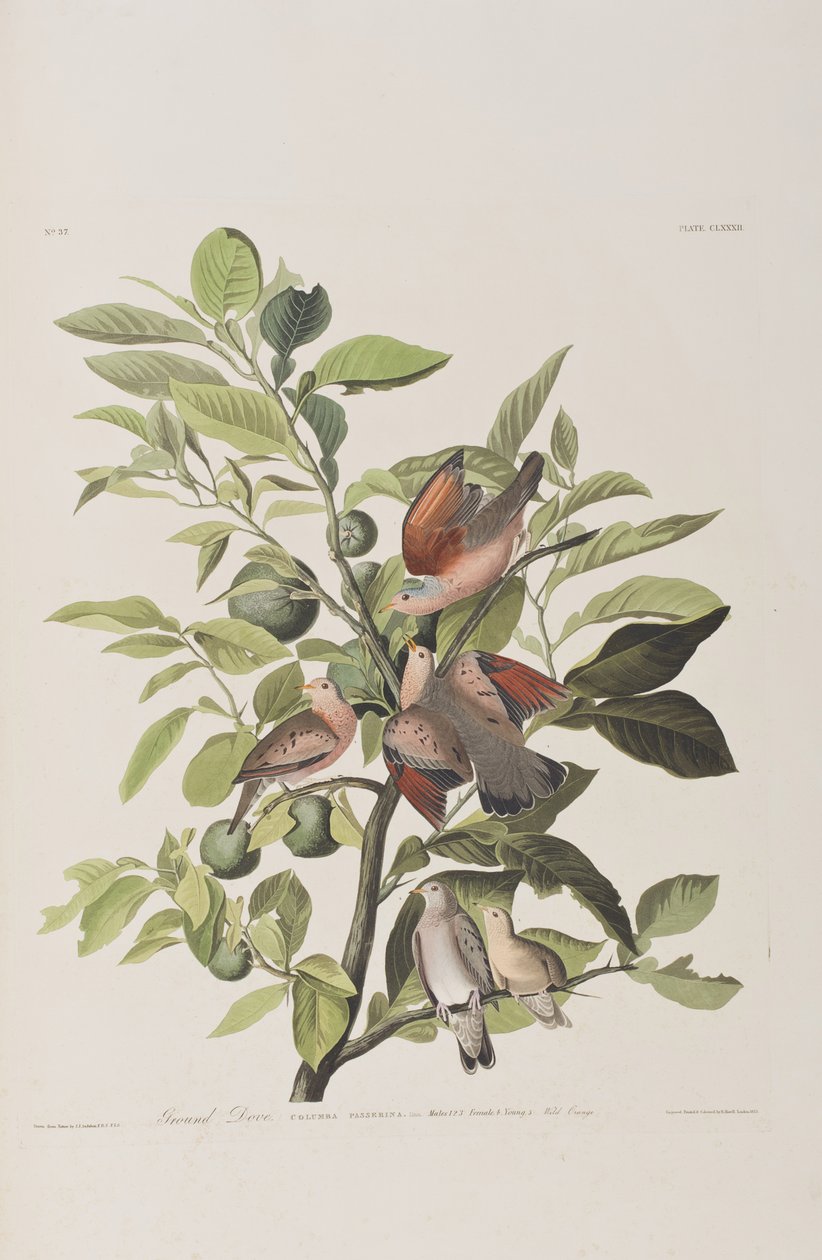 Ilustración de 