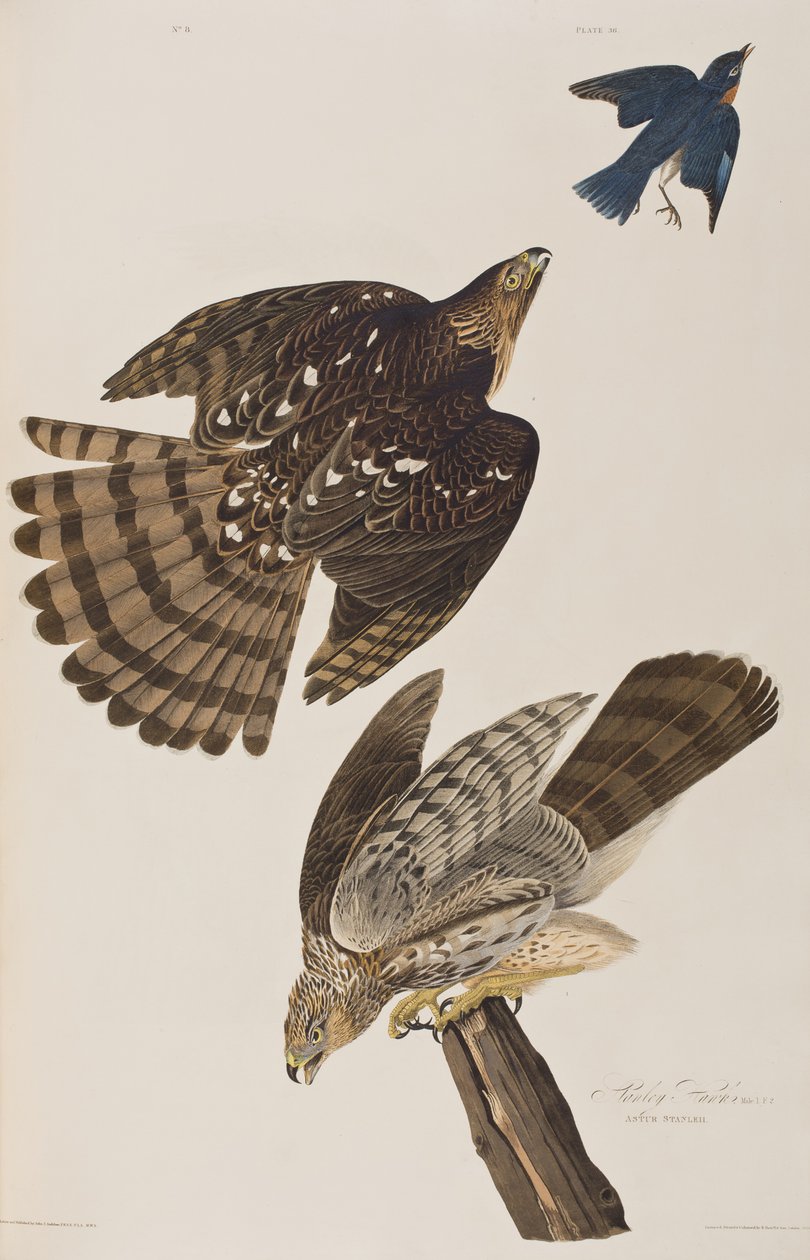 Ilustración de 