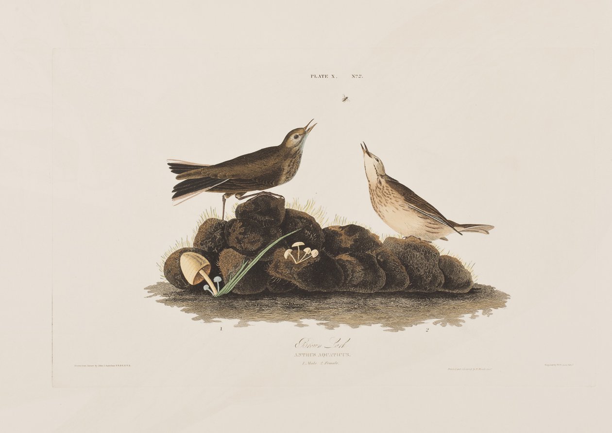 Ilustración de 