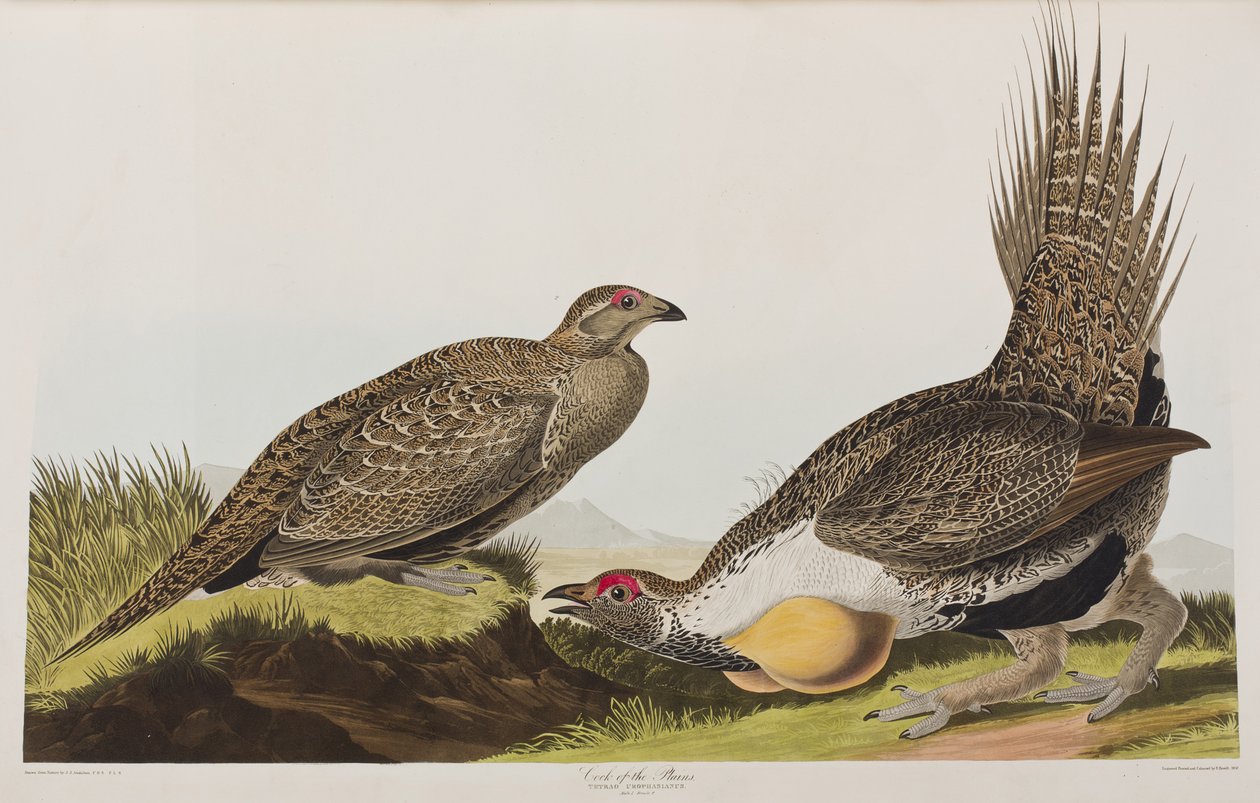 Ilustración de 