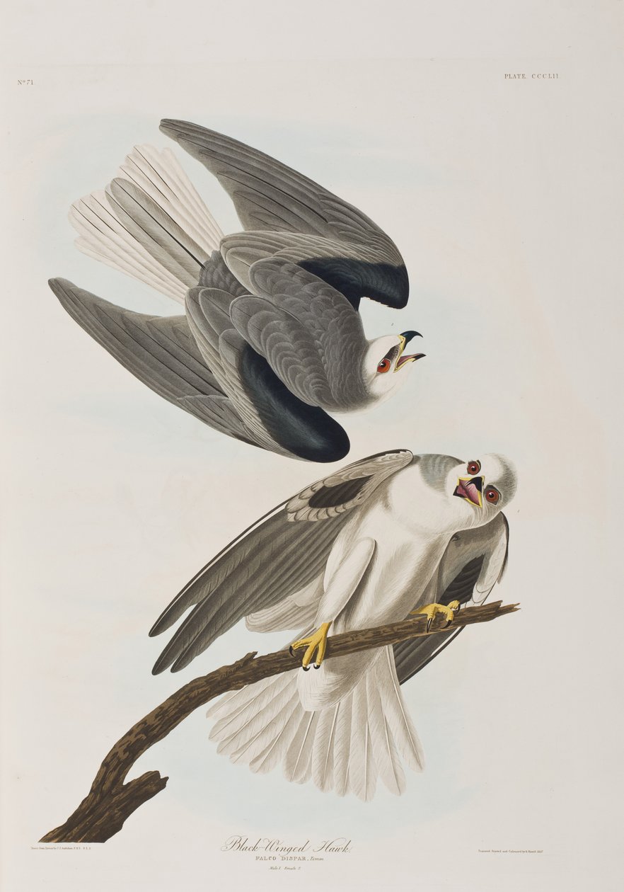 Ilustración de 