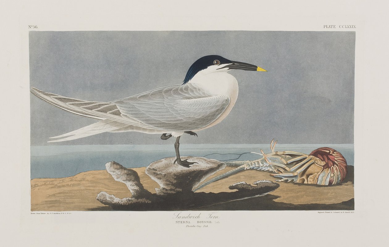 Ilustración de 